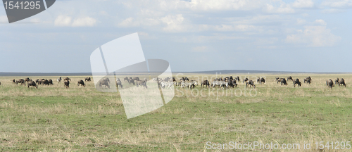 Image of panoramic view with Serengeti animals