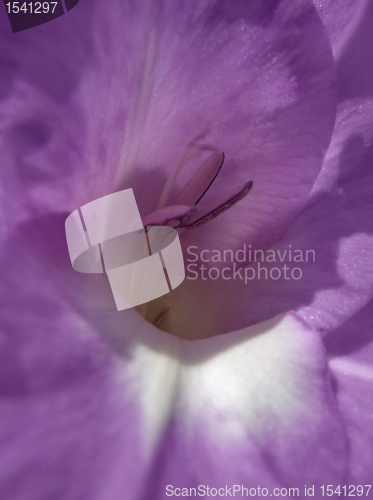 Image of gladiolus flower