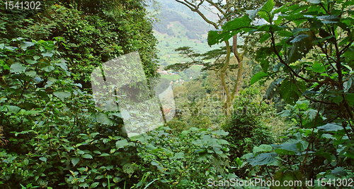 Image of rain forest vegetation in the Bwindi Impenetrable National Park