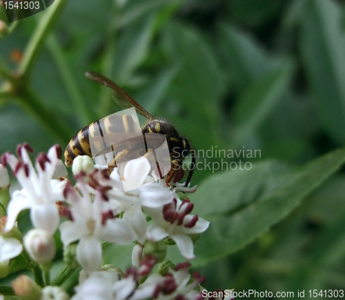 Image of wasp on white flower