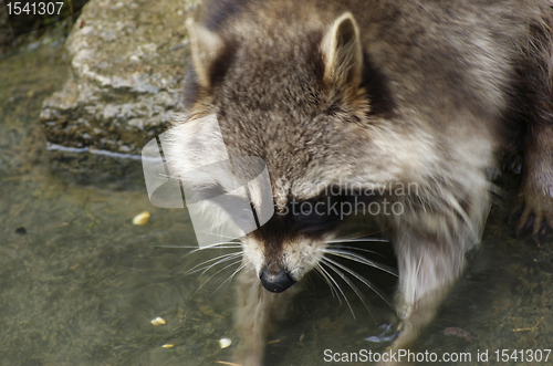 Image of Raccoon and water