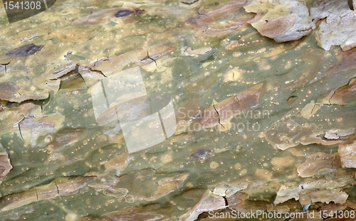 Image of peeling bark detail