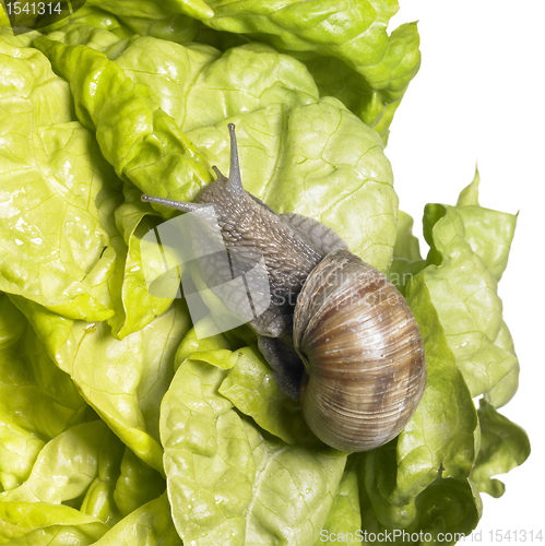 Image of Grapevine snail at feed