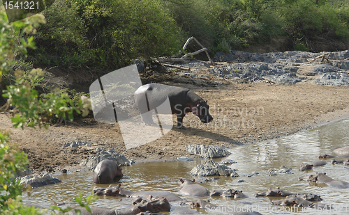 Image of Hippos waterside