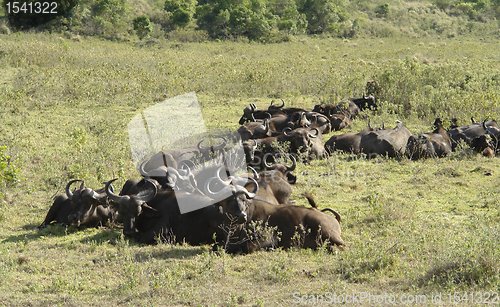 Image of resting Cape Buffalos