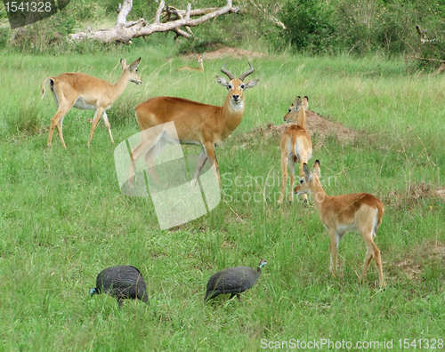 Image of Uganda Kobs in grassy vegetation