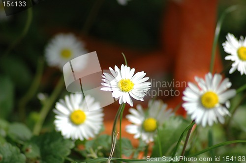 Image of Daisy flower