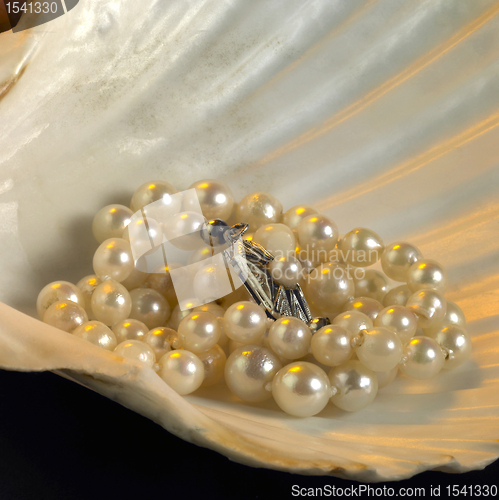 Image of seashell and pearl necklace