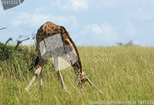 Image of grazing Giraffe in Africa