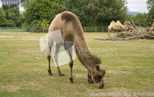 Image of Bactrian Camels