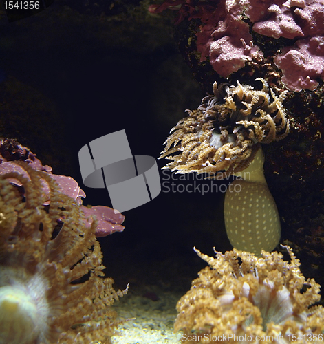 Image of various Sea anemones