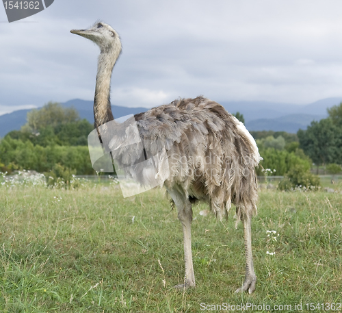Image of Greater Rhea