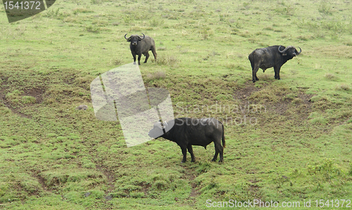 Image of three cape Buffalos in grassy back