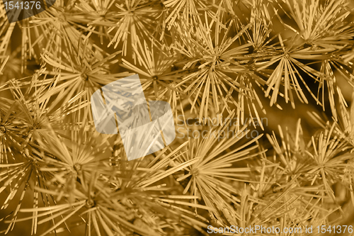 Image of larch needles