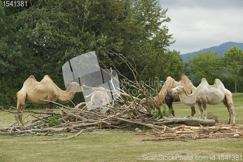 Image of Bactrian Camels at fed