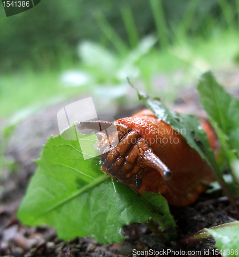 Image of red slug at feed