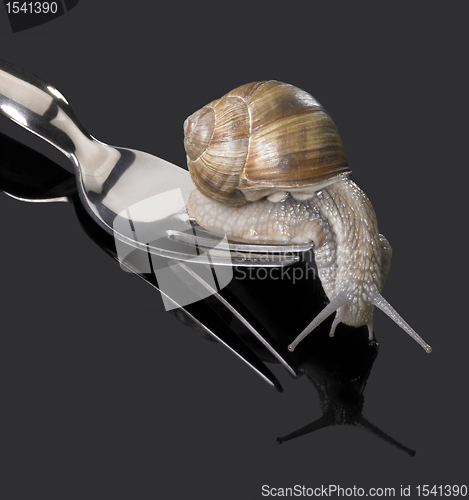 Image of Grapevine snail on fork