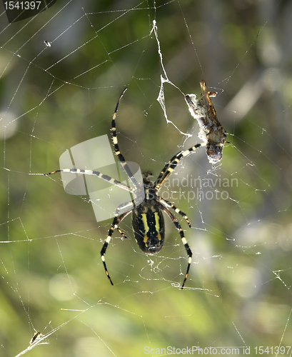 Image of wasp spider and prey