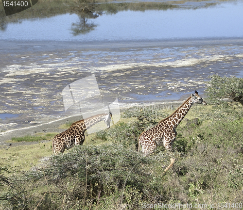 Image of two Giraffes waterside