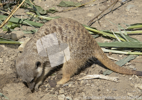 Image of Meerkat