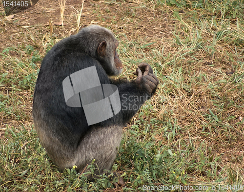 Image of chimpanzee on grassy ground
