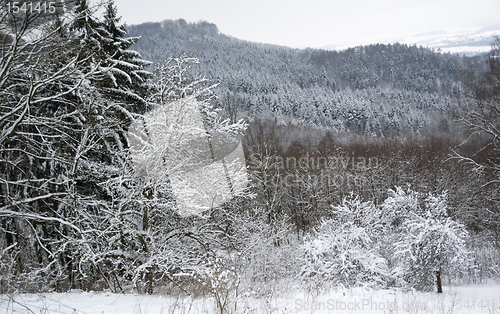 Image of snowy forest detail