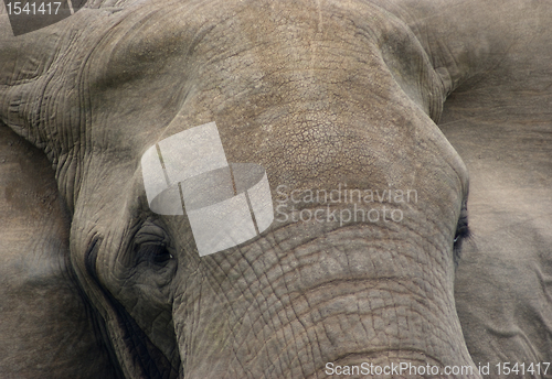 Image of ElephantÂ´s head detail