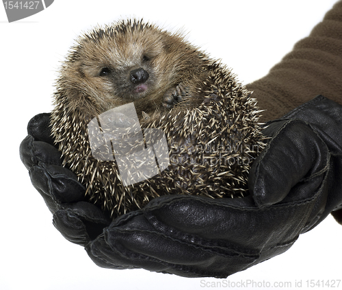 Image of holding a hedgehog