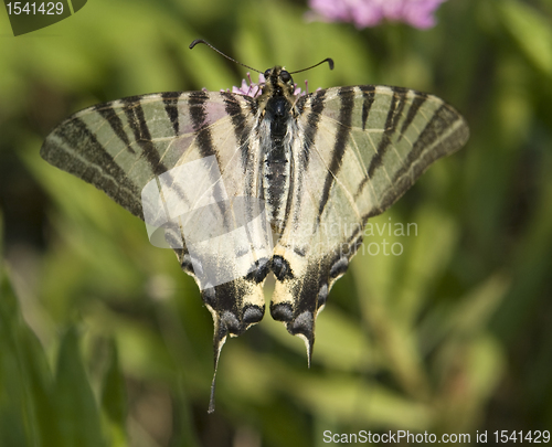 Image of Scarce Swallowtai