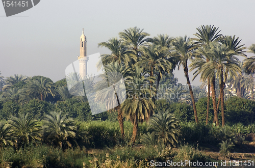 Image of palm trees and minaret