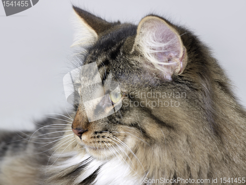 Image of Norwegian Forest Cat