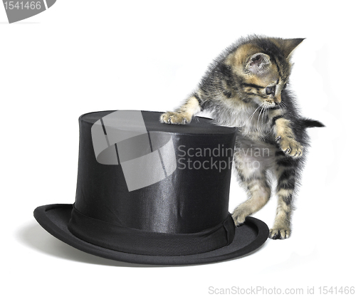 Image of kitten besides a black top hat