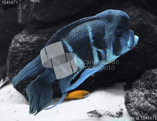 Image of blue Cichlid and stones