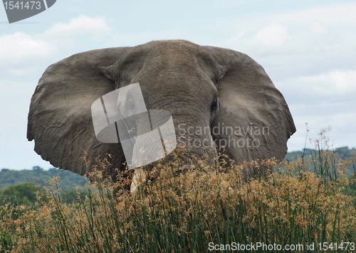 Image of Elephant in high grassy vegetation