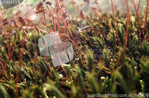 Image of moss sporangiums macro