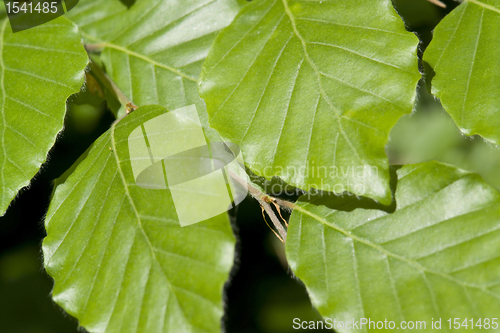 Image of virgin green leaves