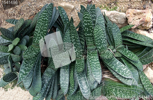 Image of succulent plant