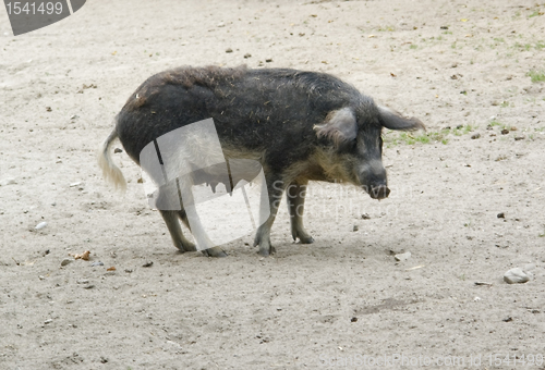 Image of Mangalitsa pig