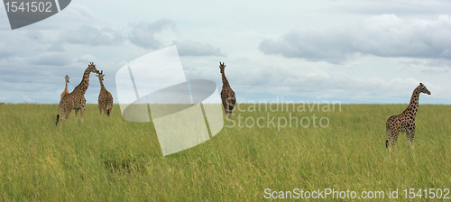 Image of grassland scenery with Giraffes in Africa