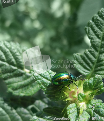 Image of iridescent flower chafer