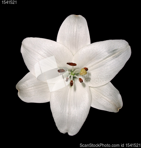 Image of lily flower