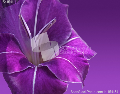 Image of violet gladiolus flower