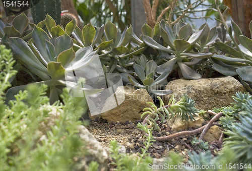 Image of succulent plants