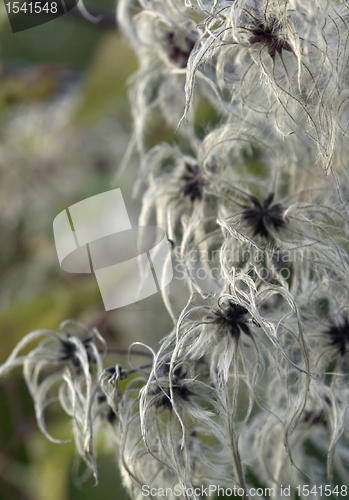 Image of fluffy seed closeup