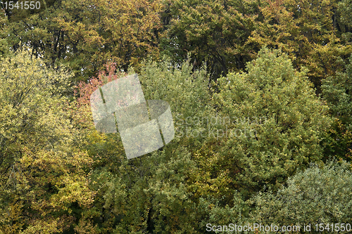 Image of autumn foliage