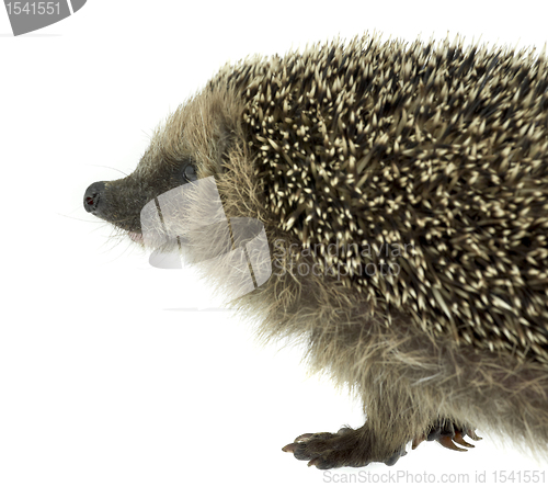 Image of hedgehog portrait