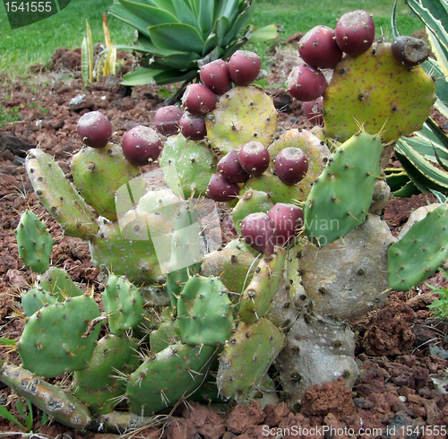 Image of cactus pear