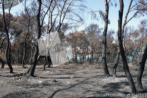 Image of arid forest detail