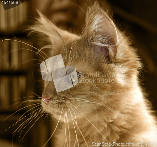 Image of Maine Coon kitten portrait