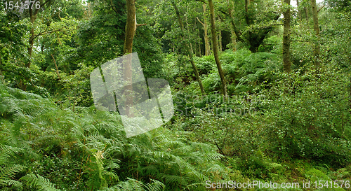 Image of forest at the West Highland Way